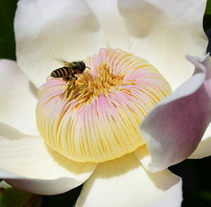 Fungi have another superpower: saving bees 🐝✨